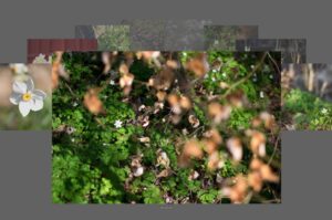 Välj snabbt favoriter med Granskningsläge