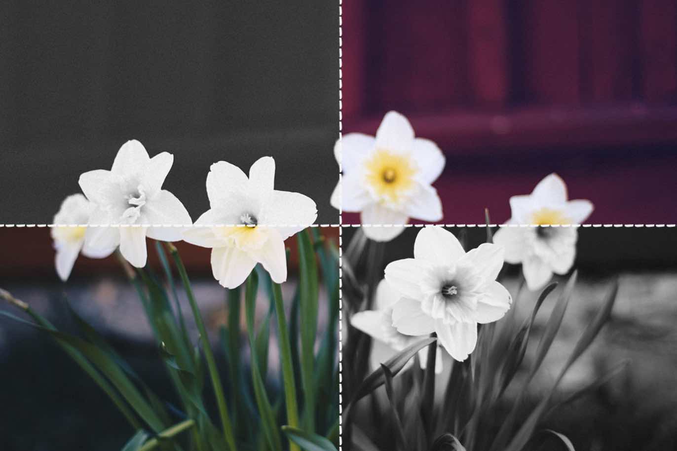 BIld av pingstliljor med fyra olika bildinställningar