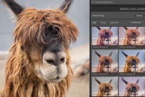 Profiler: Hitta bland dina profiler i Lightroom Classic