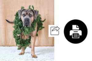 Bilden visar ett hund med krans runt halsen och ikoner för att dela och skriva ut