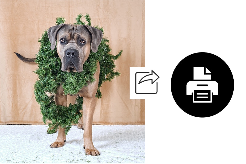 Bilden visar ett hund med krans runt halsen och ikoner för att dela och skriva ut