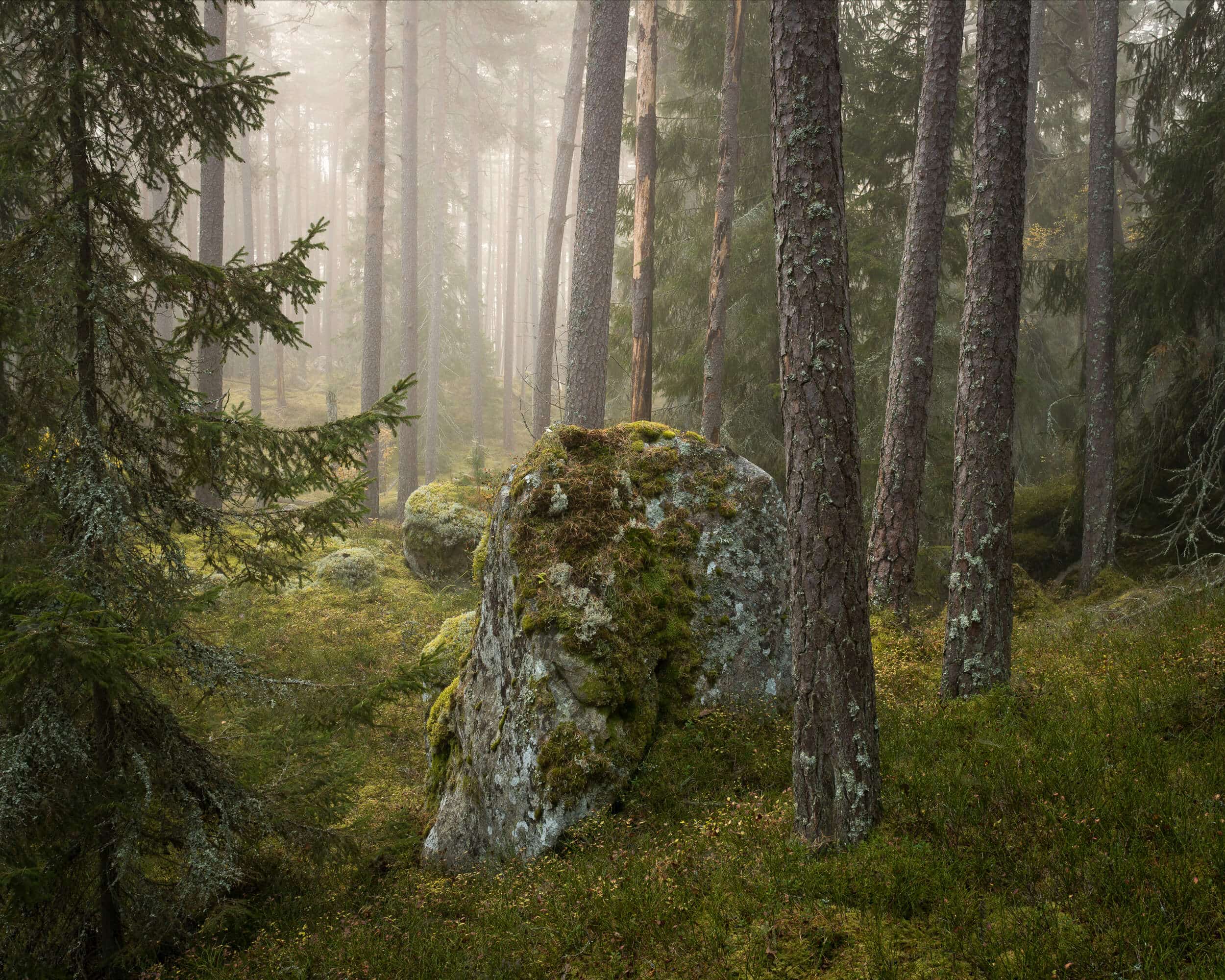 En barrskog i mystisk dimma