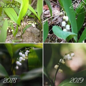 Fotografier av Linnéa Heinerborg föreställande liljekonvaljer som ett exempel på utveckling från 2015 till nutid.