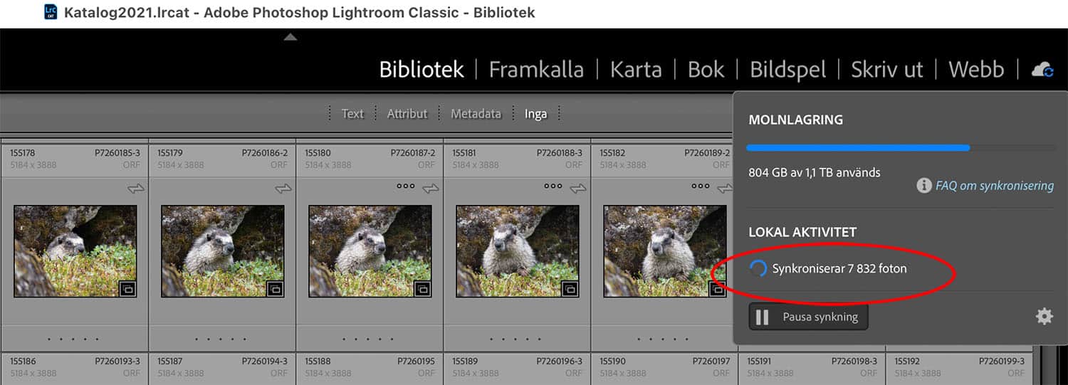 Många bilder håller påa tt synkroniseras i Lightroom Classic