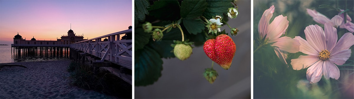 Sommarbilder: sommarkväll, jordgubbar, blommor